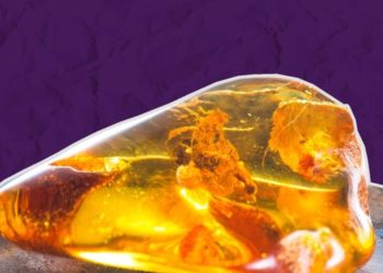 Нелегальная добыча янтаря: история безрезультатной борьбы