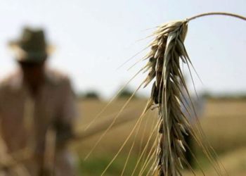 МИФ О «ЖИТНИЦЕ ЕВРОПЫ»: КАК УКРАИНА ТЕРЯЕТ ПОСЛЕДНИЙ КОЗЫРЬ