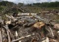 «К лесу передом»: почему незаконные вырубки – нерешаемая проблема