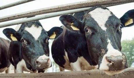 ЕС продукции животноводства