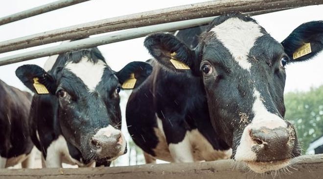 ЕС продукции животноводства