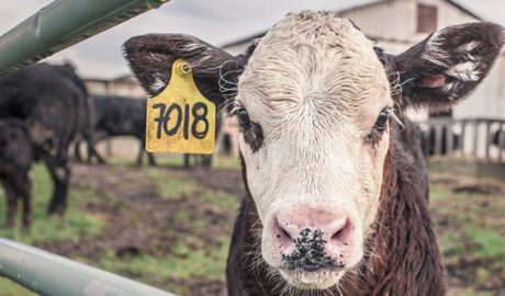 развития молочного бизнеса